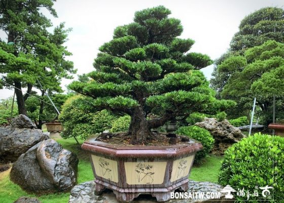 20190922 Enlight514 [羅漢松]等待，是為了下一次的蛻變(26) 影片(Video)