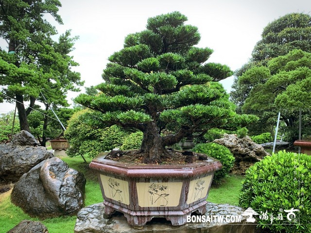 20190922 Enlight514 [羅漢松]等待，是為了下一次的蛻變(26) 蛻變專題(The plan)