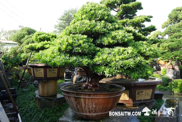 20190926 IMG 3574 [羅漢松]等待，是為了下一次的蛻變(29) 盆栽(Bonsai)