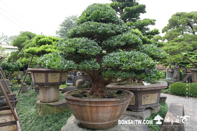20190927 IMG 3650 [羅漢松]等待，是為了下一次的蛻變(29) 盆栽(Bonsai)