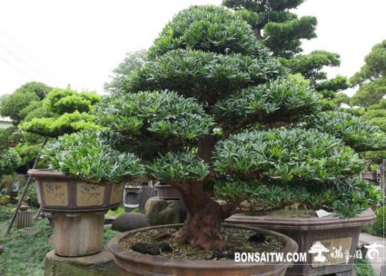 20190927 IMG 3651 [羅漢松]等待，是為了下一次的蛻變(29) 影片(Video)