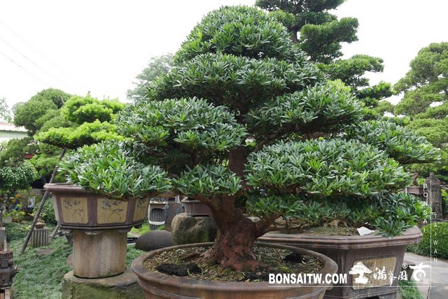 20190927 IMG 3651 [羅漢松]等待，是為了下一次的蛻變(29) 盆栽(Bonsai)