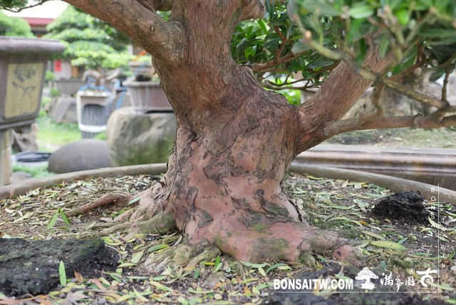 20190927 IMG 3652 [羅漢松]等待，是為了下一次的蛻變(29) 盆栽(Bonsai)