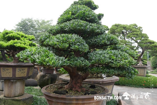 20190927 IMG 3655 1 [羅漢松]等待，是為了下一次的蛻變(29) 盆栽(Bonsai)