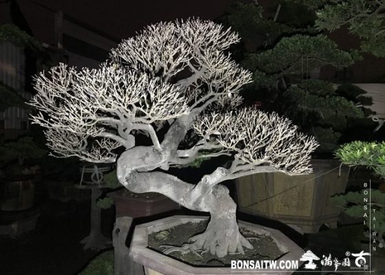 203 [象牙樹]等待，是為了下一次的蛻變(25) 等待，是為了下一次的蛻變