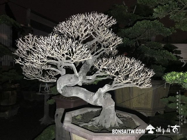 203 [象牙樹]等待，是為了下一次的蛻變(25) 蛻變專題(The plan)