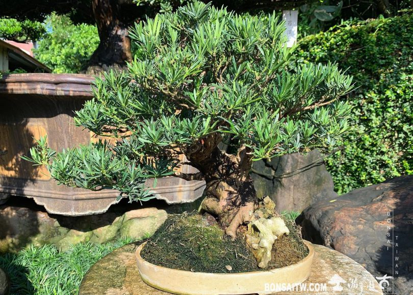 22fc4e81 662f 485a 8a48 3dffbfdec82f [雀舌羅漢松]換盆後四個月 羅漢松(Podocarpus costalis)