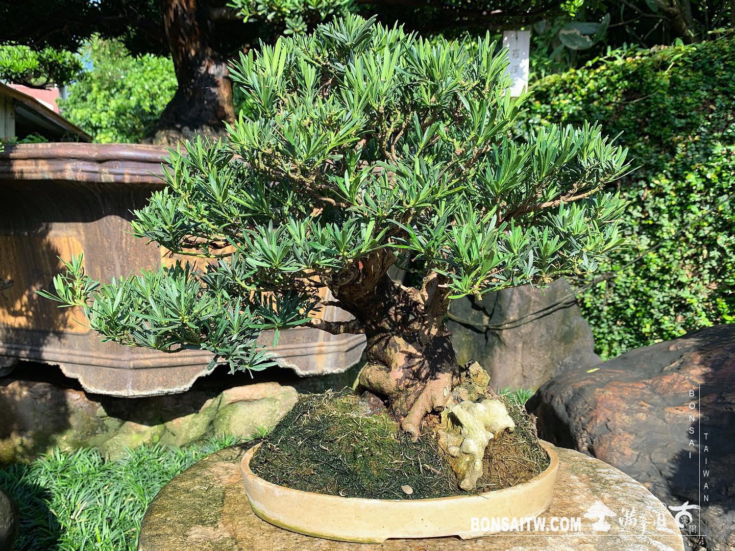 22fc4e81 662f 485a 8a48 3dffbfdec82f [雀舌羅漢松]換盆後四個月 羅漢松(Podocarpus costalis)