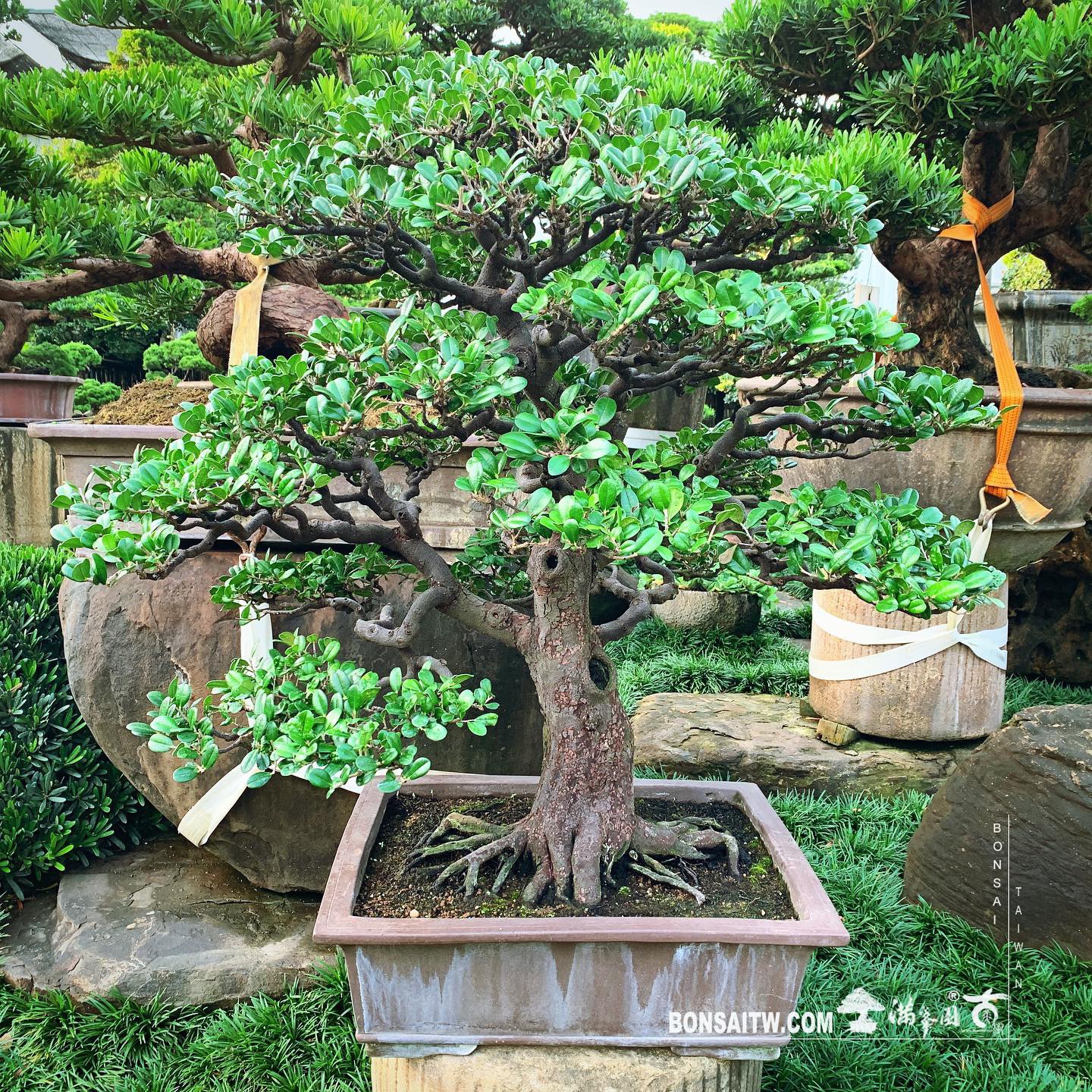 25575188 16b1 4113 8b33 525e254caada [象牙樹] 象牙樹也可以美美的