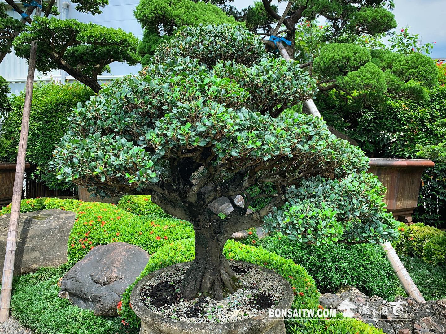 273ce85c c859 401b 8cd3 72277e71caf0 [象牙樹] 整理 我們的作品(Our Design)