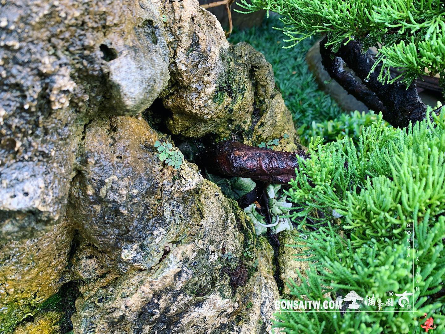 2a9b553d e192 40b8 a7a0 c28c5bfb7eeb [樹石共生之趣]整理 Rock with trre