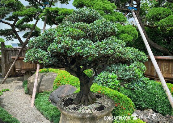 2f52d8a3 dca9 48e7 98d9 ae2bfd2b4ba3 [象牙樹] 整理 象牙樹(Diospyros ferrea)