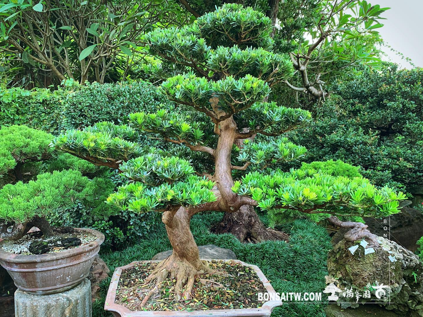3055a75f 4db6 4594 8867 fe5602beae7a [晶鑽羅漢松] 整理 晶鑽羅漢松(Diamond Podocarpus costalis)