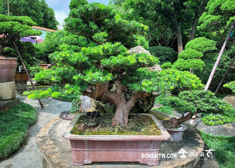 4113f8bd d748 42e6 85de 3263ff726d80 [晶鑽羅漢松] 路很長，但有走就有機會抵達。 晶鑽羅漢松(Diamond Podocarpus costalis)