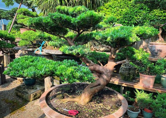 46acb007 4040 4295 b1a1 827c6131880e [晶鑽羅漢松] 整理 大型盆栽(Grand Bonsai)