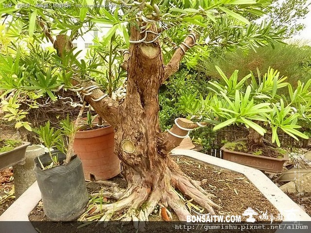 4bc7985fcf970 [羅漢松]等待，是為了下一次的蛻變(18) 盆栽(Bonsai)