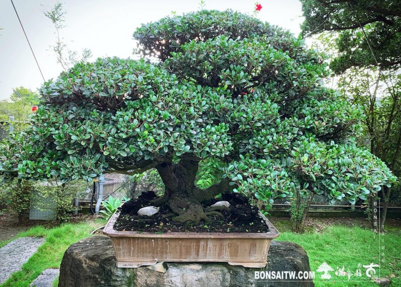 5989bc5e 7607 4c8d bbc5 df308e87bebc [象牙樹]整理