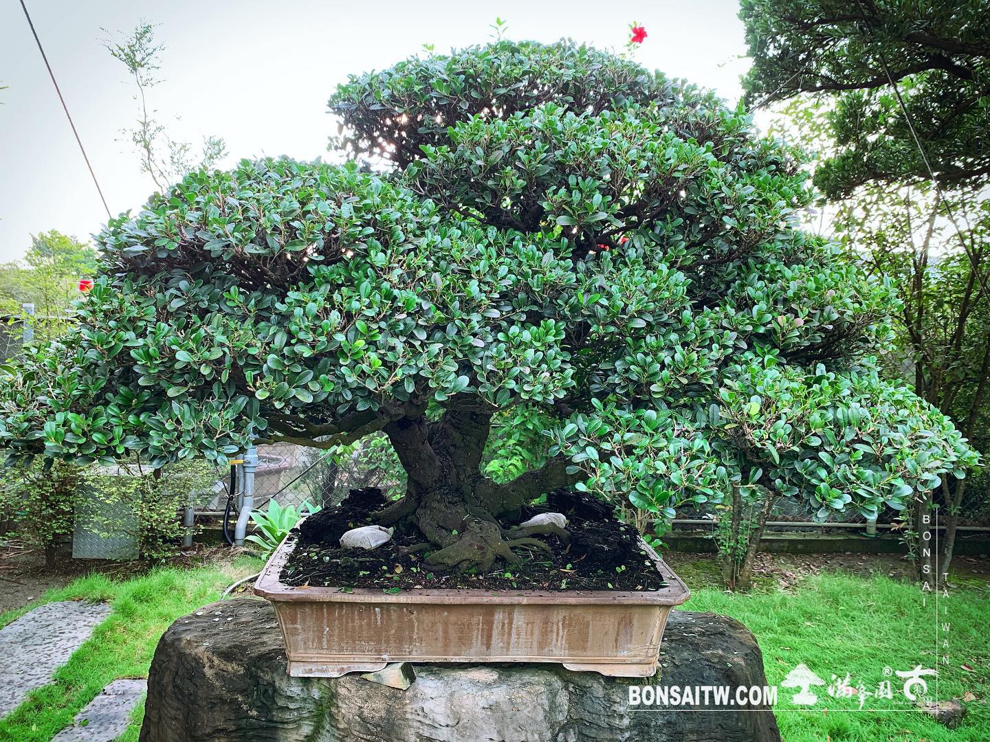 5989bc5e 7607 4c8d bbc5 df308e87bebc [象牙樹]整理