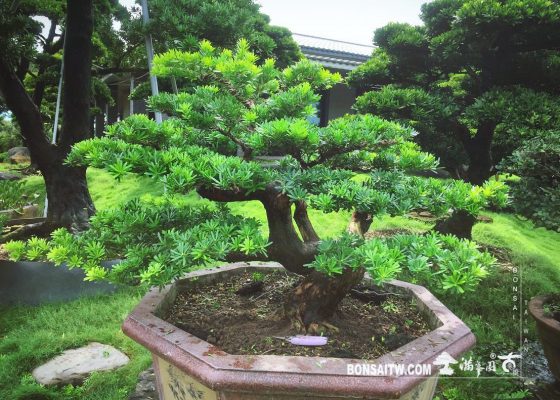 5ec579a0 f6cb 4ba9 a9be 1f504c8fb8db [晶鑽羅漢松] 有跳脫框架的思維， 才有框架外的做法。 盆景(Penjing)