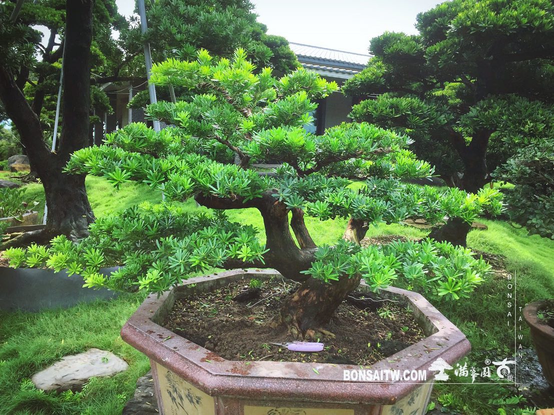 5ec579a0 f6cb 4ba9 a9be 1f504c8fb8db [晶鑽羅漢松] 有跳脫框架的思維， 才有框架外的做法。 晶鑽羅漢松(Diamond Podocarpus costalis)