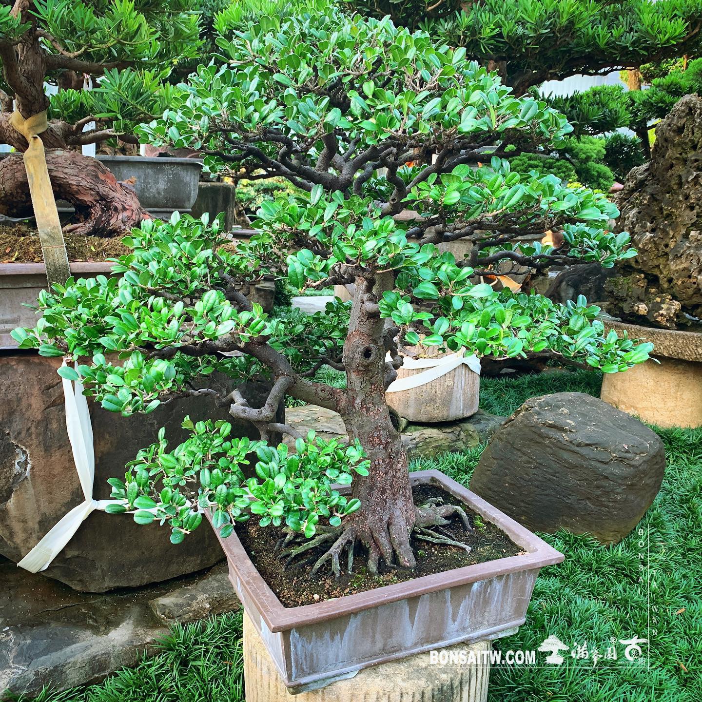 631b2f3a e05c 48ea a9e9 6e5cf89d91aa [象牙樹] 象牙樹也可以美美的