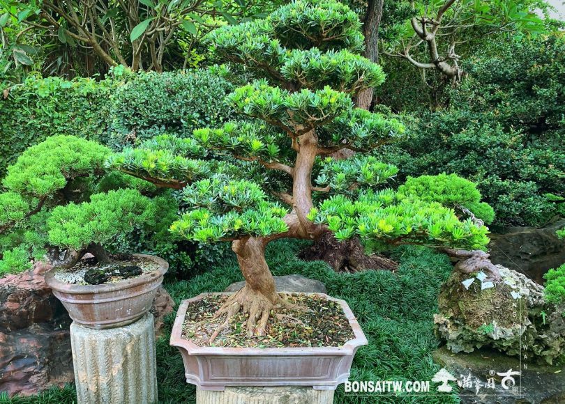 6f8e2d21 fddc 4e25 be90 eb1dce68f213 [晶鑽羅漢松] 整理 晶鑽羅漢松(Diamond Podocarpus costalis)