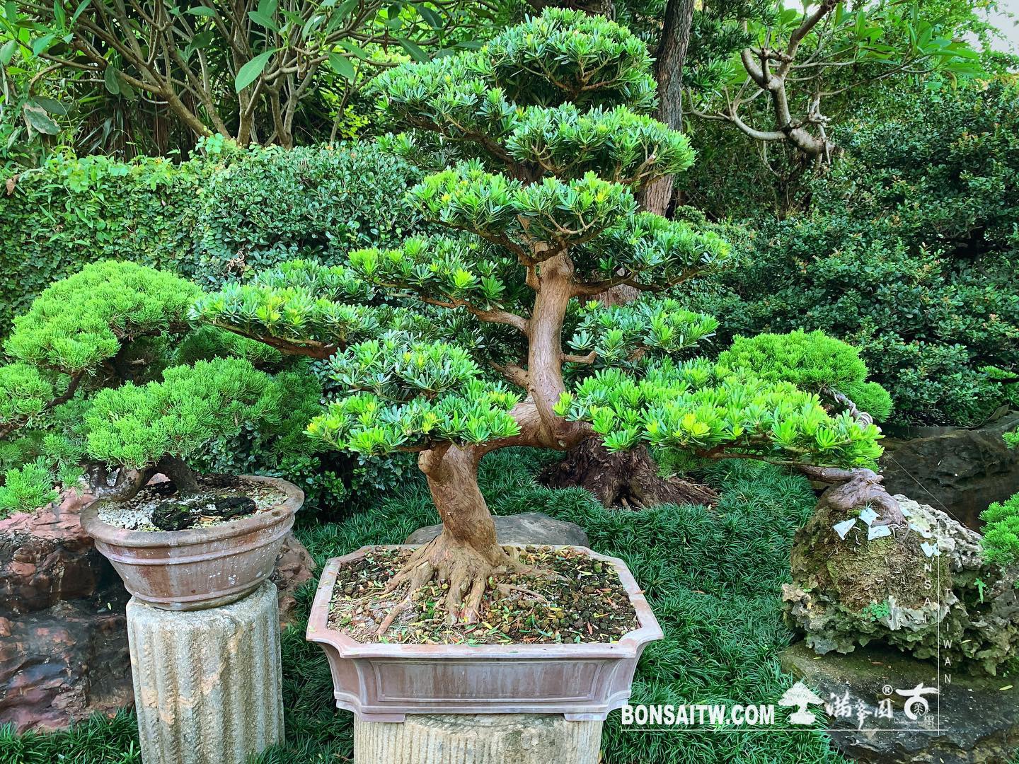 6f8e2d21 fddc 4e25 be90 eb1dce68f213 [晶鑽羅漢松] 整理 晶鑽羅漢松(Diamond Podocarpus costalis)