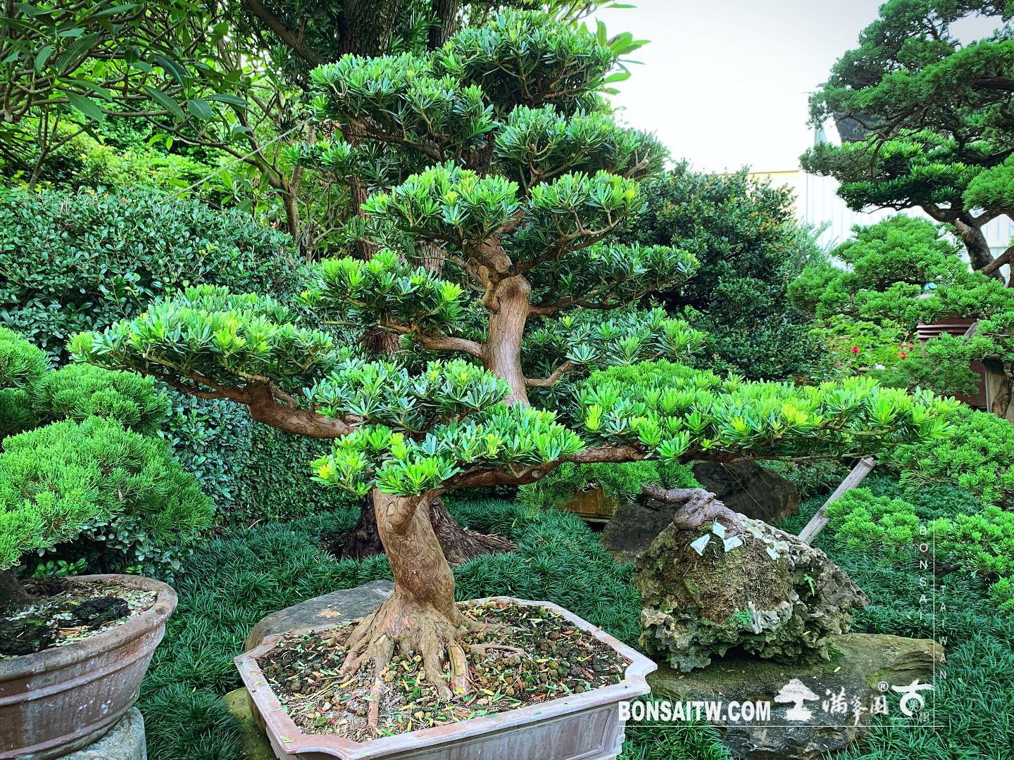 830ad049 7dc7 4b85 98f5 b4a56b9cd0de [晶鑽羅漢松] 整理 晶鑽羅漢松(Diamond Podocarpus costalis)