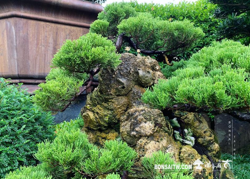 8a4d9015 dd7f 4d19 b7f7 1bb9b2047ee7 [樹石共生之趣]整理 Rock with trre