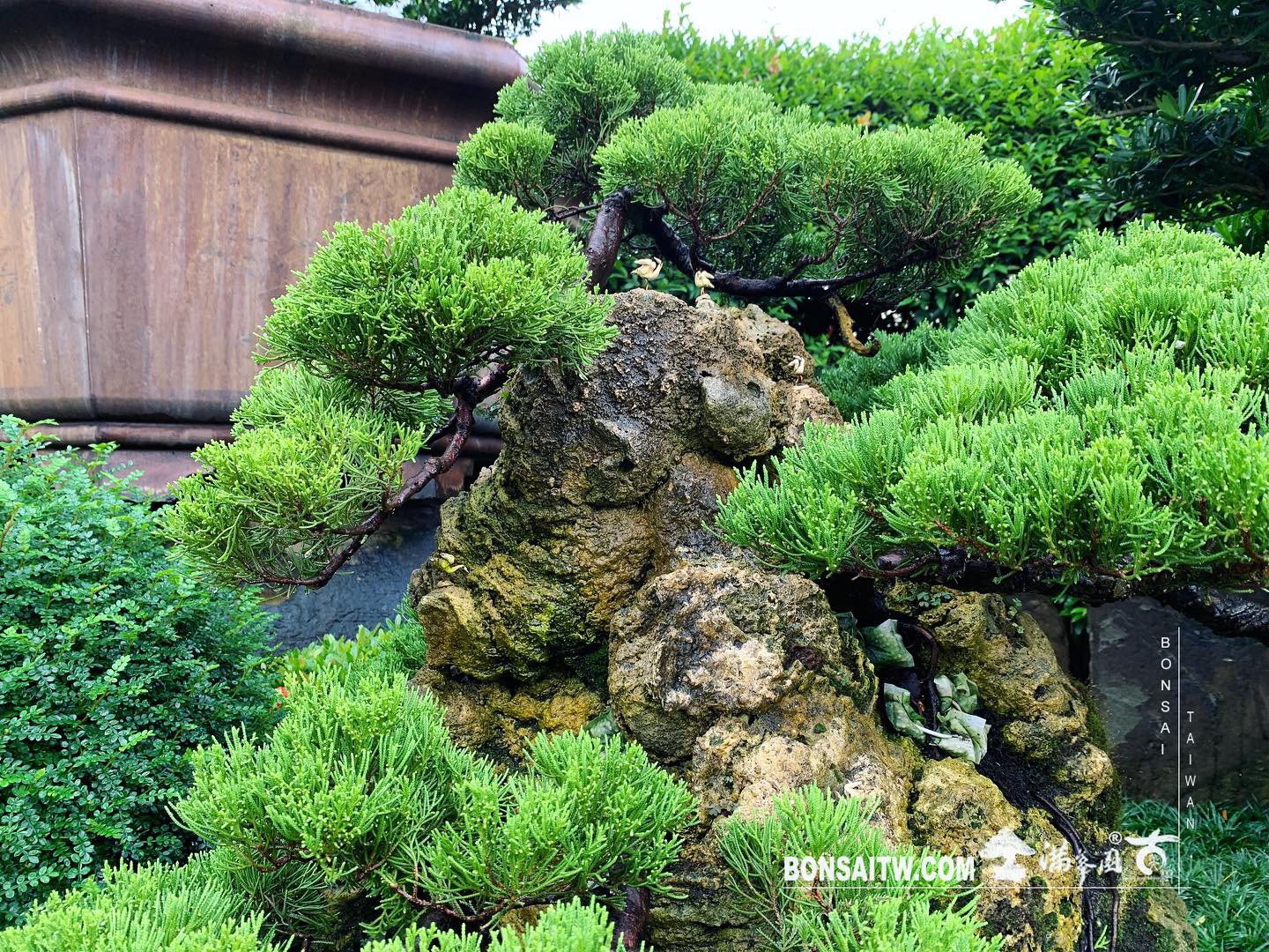 8a4d9015 dd7f 4d19 b7f7 1bb9b2047ee7 [樹石共生之趣]整理 Rock with trre