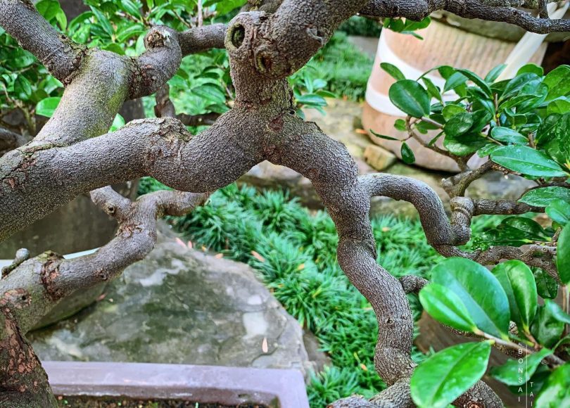 8f4c1683 f536 4cd1 b08a b7d2d60c23cb [象牙樹] 象牙樹也可以美美的