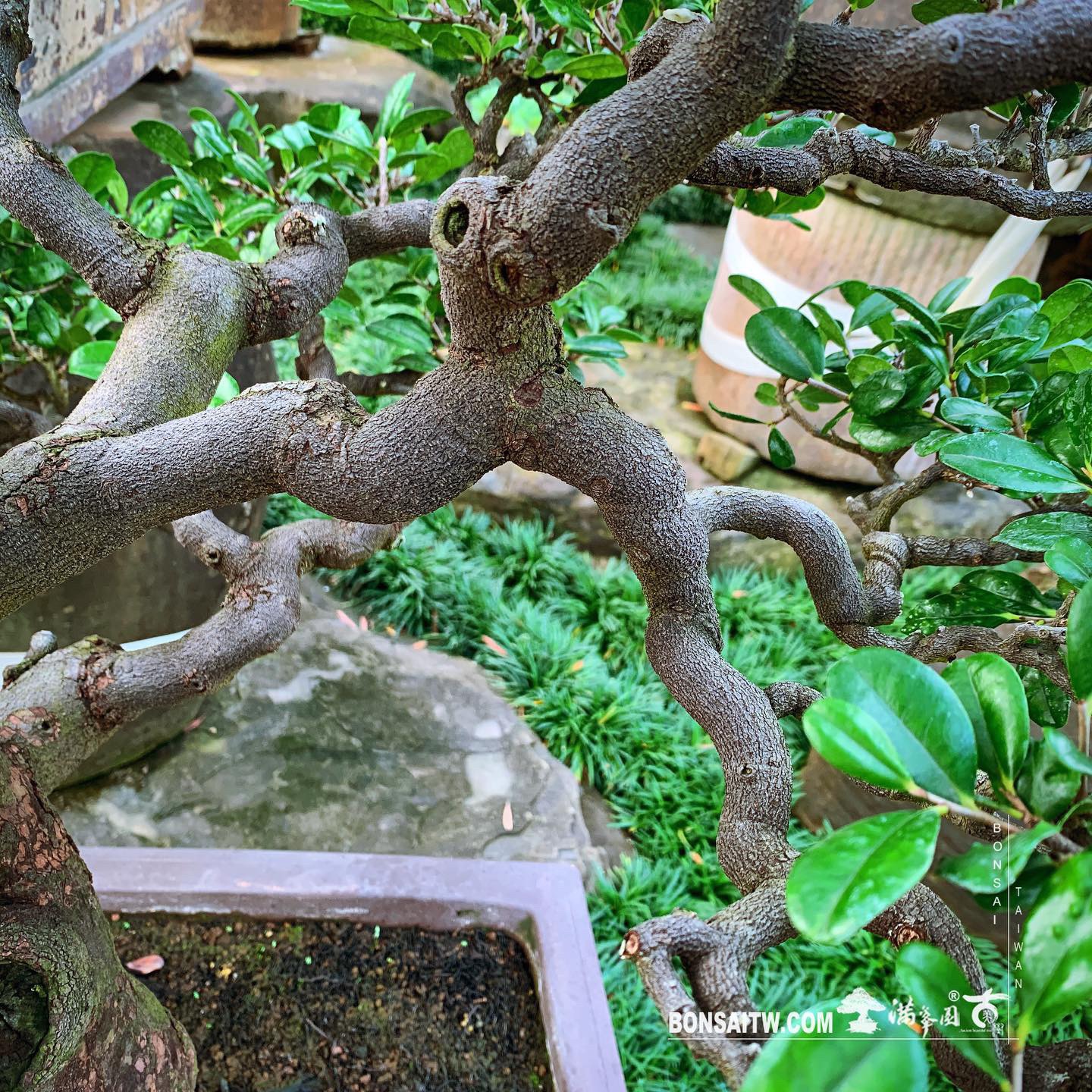 8f4c1683 f536 4cd1 b08a b7d2d60c23cb [象牙樹] 象牙樹也可以美美的