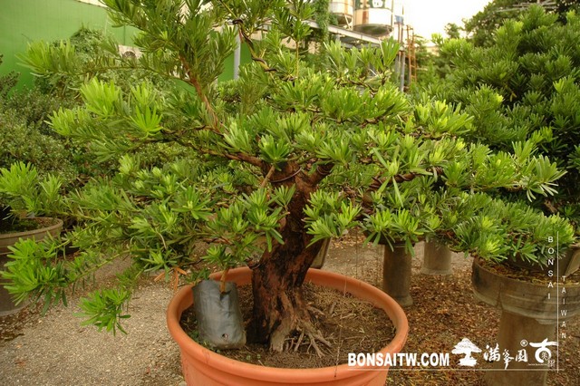 DSC 15341 [羅漢松]等待，是為了下一次的蛻變(20) 盆栽(Bonsai)