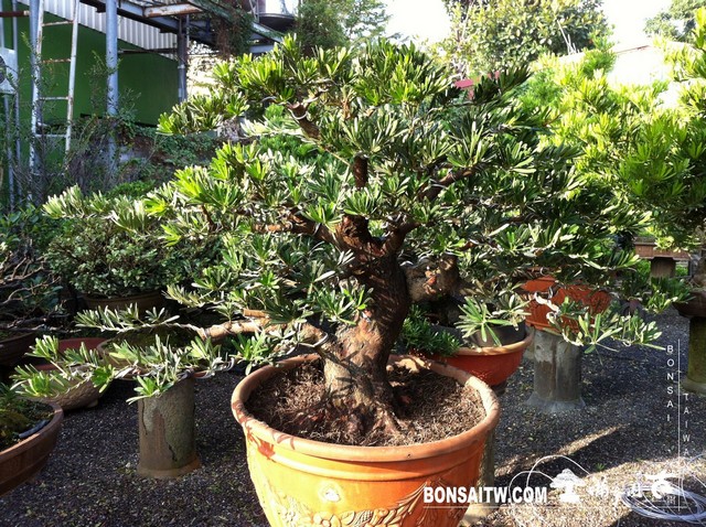 IMG 5940 [羅漢松]等待，是為了下一次的蛻變(20) 盆栽(Bonsai)