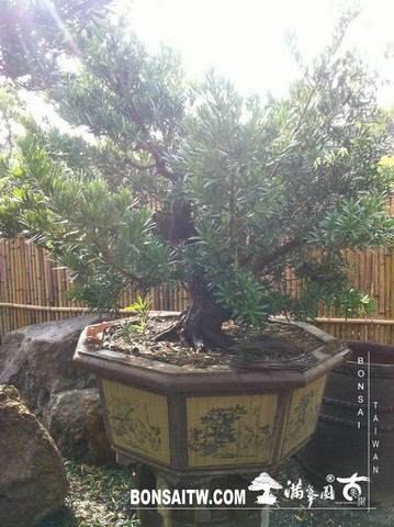 IMG 6226 [羅漢松]等待，是為了下一次的蛻變(19) 盆栽(Bonsai)