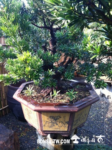 IMG 6229 [羅漢松]等待，是為了下一次的蛻變(19) 盆栽(Bonsai)