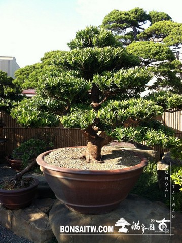 IMG 6339 [羅漢松]等待，是為了下一次的蛻變(29) 盆栽(Bonsai)