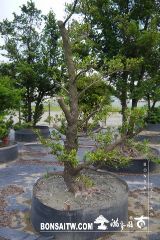 P1140645 [羅漢松]等待，是為了下一次的蛻變(21) 蛻變專題(The plan)