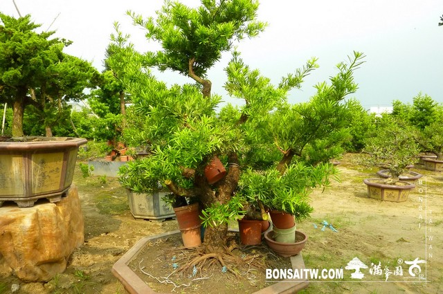 P11506131 [羅漢松]等待，是為了下一次的蛻變(24) 蛻變專題(The plan)