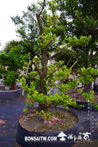 P1180845 [羅漢松]等待，是為了下一次的蛻變(21) 蛻變專題(The plan)