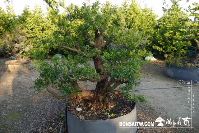 P1200377 [羅漢松]等待，是為了下一次的蛻變(26) 蛻變專題(The plan)