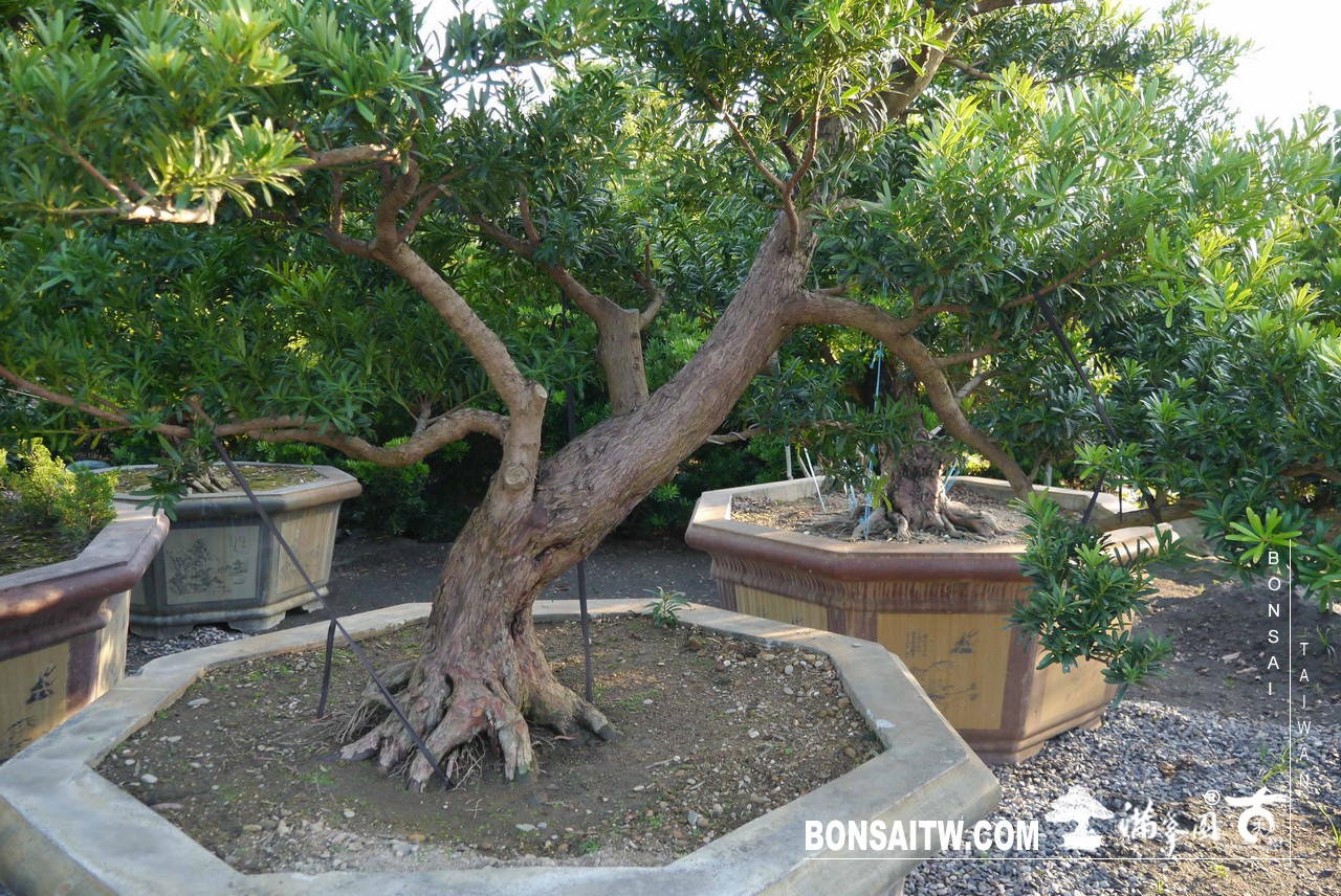 P1200438 [羅漢松]等待，是為了下一次的蛻變(22) 蛻變專題(The plan)