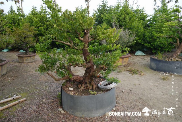 P1200580 [羅漢松]等待，是為了下一次的蛻變(26) 蛻變專題(The plan)