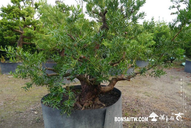 P1200583 [羅漢松]等待，是為了下一次的蛻變(23) 蛻變專題(The plan)