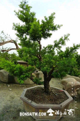 P12007091 [羅漢松]等待，是為了下一次的蛻變(24) 蛻變專題(The plan)