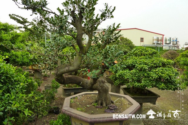 P1200779 [象牙樹]等待，是為了下一次的蛻變(25) 蛻變專題(The plan)