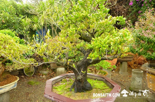 P1210178 [象牙樹]等待，是為了下一次的蛻變(27) 盆栽(Bonsai)