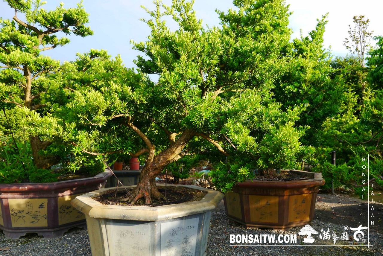 P1310269 [羅漢松]等待，是為了下一次的蛻變(22) 蛻變專題(The plan)