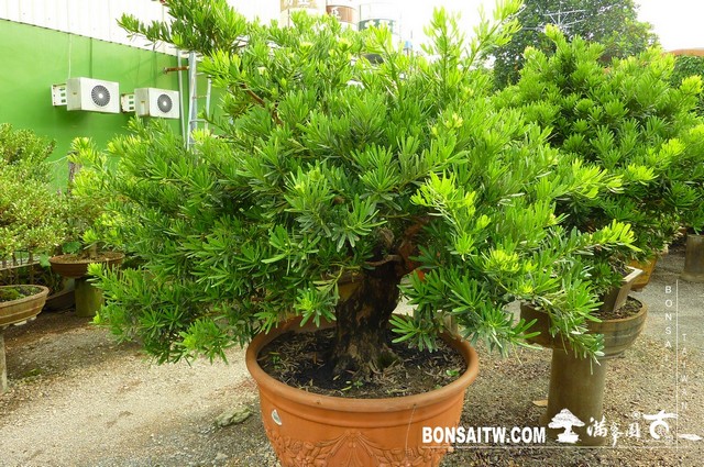 P1350564 [羅漢松]等待，是為了下一次的蛻變(20) 盆栽(Bonsai)