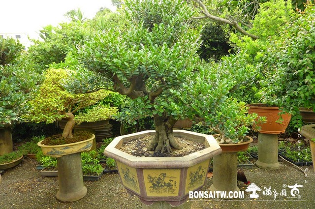 P1350633 [象牙樹]等待，是為了下一次的蛻變(27) 盆栽(Bonsai)